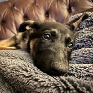 Meet your Posher, Sydney